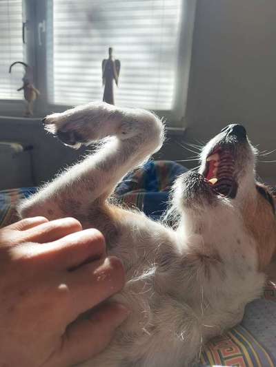 Vertrauen zwischen Hund und Halter-Beitrag-Bild