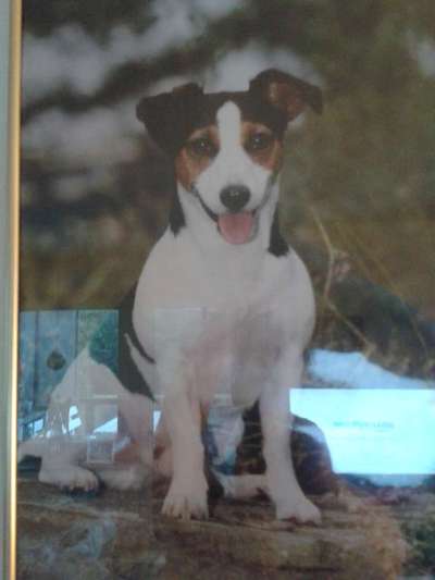 Jack Russell Terrier-Beitrag-Bild