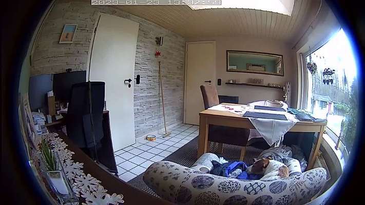 Wie lange sollte ein Hund alleine bleiben?-Beitrag-Bild