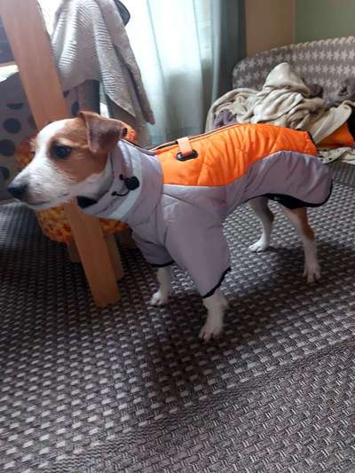 Hundesachen von Temu-Beitrag-Bild