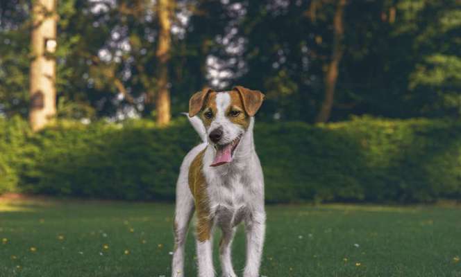 wachsame Hunderassen-Beitrag-Bild