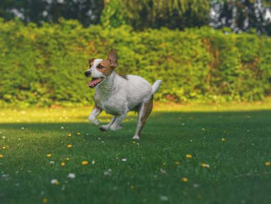 Hochwertiges / Bedarfsgerechtes Nassfutter (ohne Barfen), welches nur?-Beitrag-Bild