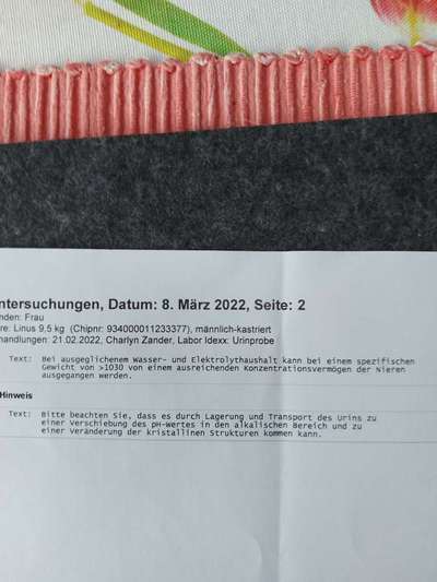 Chronische gastritis durch IGOR o. IBD-Beitrag-Bild