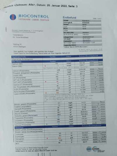Chronische gastritis durch IGOR o. IBD-Beitrag-Bild