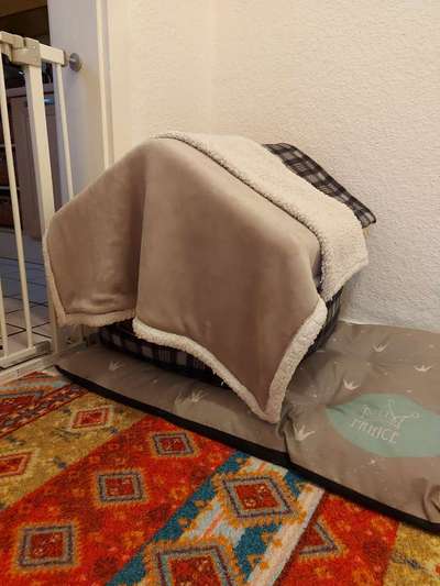 Geschlossene Hundebox immer Tierschutzwiedrig?-Beitrag-Bild