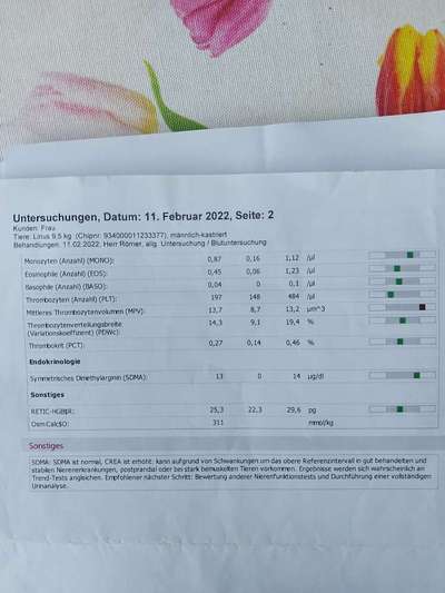 Chronische gastritis durch IGOR o. IBD-Beitrag-Bild