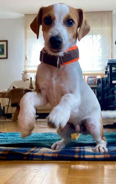 Dogorama Photo Challenge - Hundeblick zum hinschmelzen-Beitrag-Bild