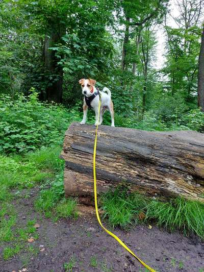 Wo sind die Jack und Parson Russell Terrier?-Beitrag-Bild