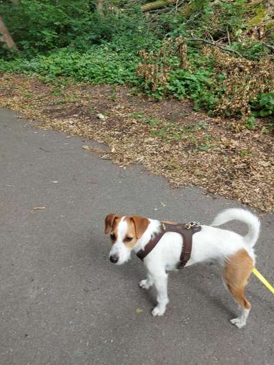 Y-Geschirr schädlich für den Hund?-Beitrag-Bild