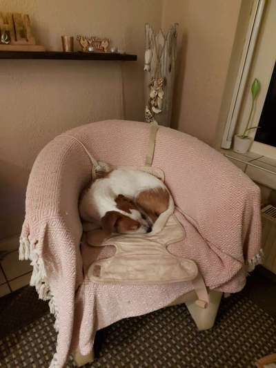 Indoor Aktivitäten für Menschen und Hunde-Beitrag-Bild