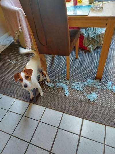 Dogorama Photo Challenge- Aufmerksamkeit bitte!-Beitrag-Bild