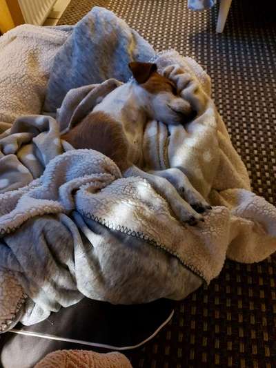 Dogorama Photo Challenge - Zeit ins Bett zu gehen-Beitrag-Bild