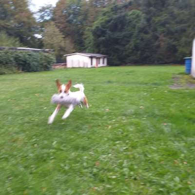 Fotosammlung: ,,Der natürliche Hund" Unbearbeitet, ungestellt und in Natura-Beitrag-Bild