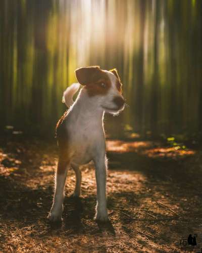 Foto -Challenge  Thema : Dein Hund Im Wald-Beitrag-Bild