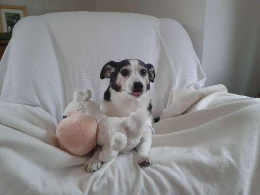 Euer Hund und sein Lieblingskuscheltier-Beitrag-Bild