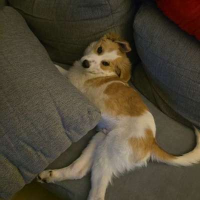 Hundetreffen-Ein Treffen unter Junghunde-Bild