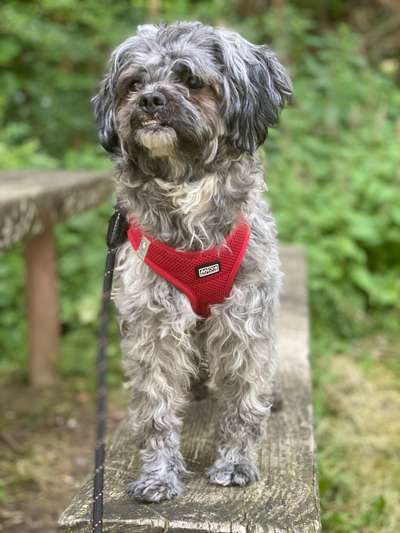 Zeigt her eure Pudel und Pudelmischlinge (:-Beitrag-Bild