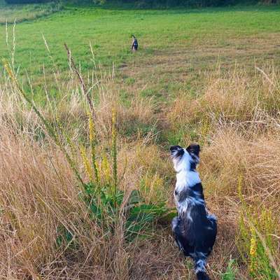 Hundetreffen-Suche Spielkameraden-Bild