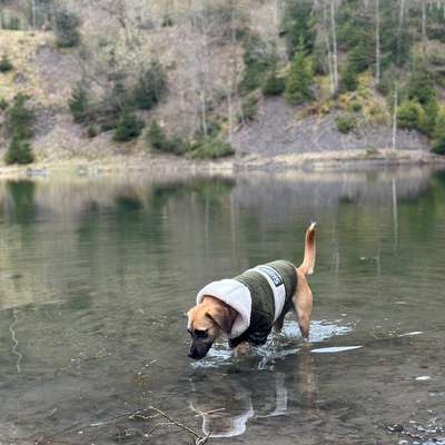 Hundetreffen-Ängstliche Hündin - Trainingsteam gesucht-Bild