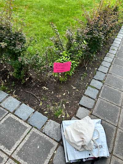 Giftköder-Schneckenkorn in Blumenkübeln-Bild