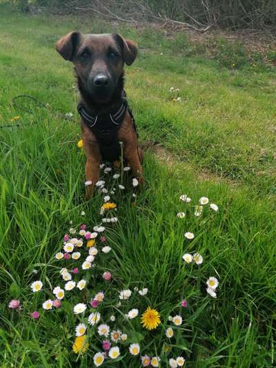 Die Dogorama Monats Challenge "Es grünt und blüht"-Beitrag-Bild