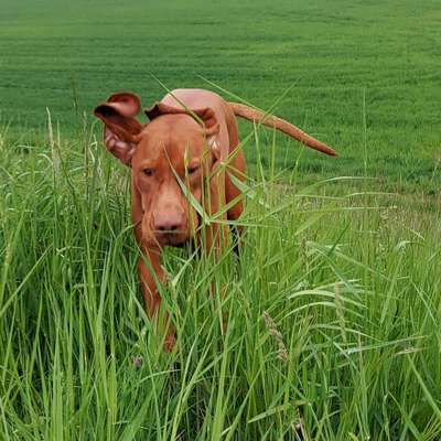 Hundetreffen-Viszla Treff-Bild