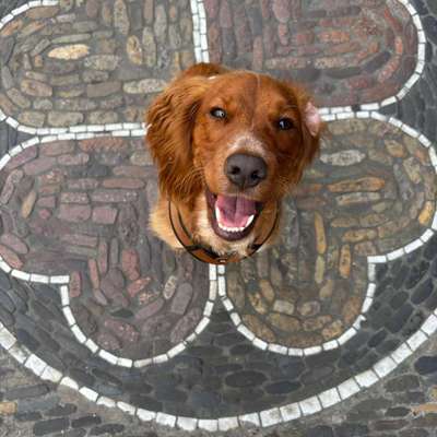 Working Cocker Spaniel - Suche Austausch, wer hat einen?-Beitrag-Bild