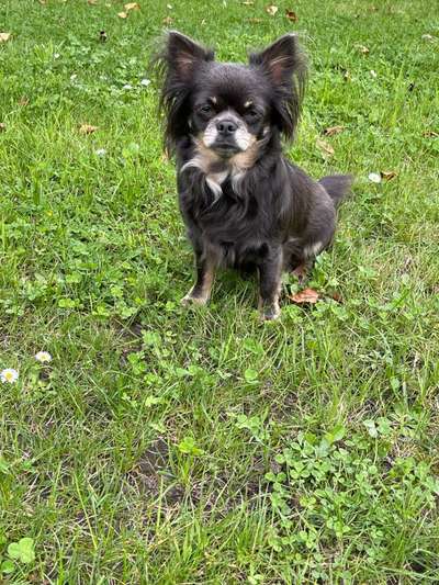 Die Dogorama Kalender Challenge Titelbild-Beitrag-Bild