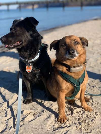 Hundetreffen-Mini Social Walk-Bild