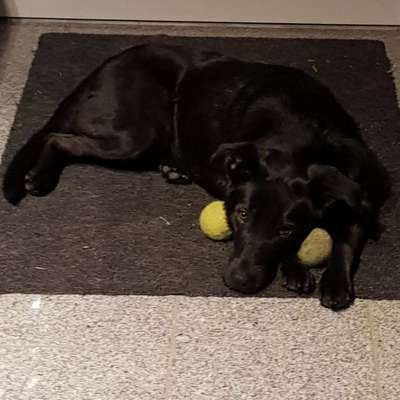 Dogorama Photo Challenge - Be my valentine-Beitrag-Bild