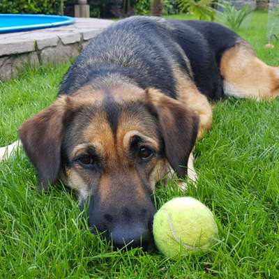 Dogorama Photo Challenge - Be my valentine-Beitrag-Bild