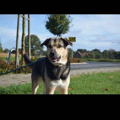 Dogorama Photo Challenge - Be my valentine-Beitrag-Bild