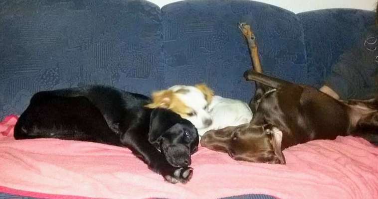 Mischlingshunde Foto Aufruf-Beitrag-Bild