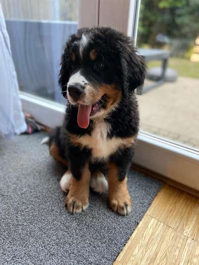 Welpen Bilder !-Beitrag-Bild