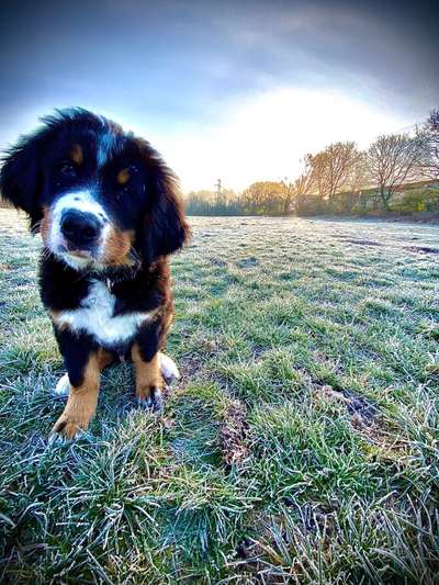 Fotochallenge No. 26                                     Wald und Wiese-Beitrag-Bild