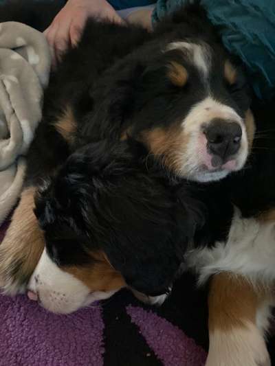 Die Dogorama Wochen Challenge "Friends will be Friends"-Beitrag-Bild