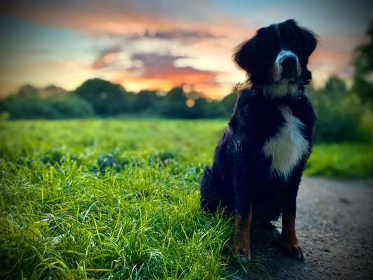 Die Dogorama Kalender Challenge Titelbild-Beitrag-Bild