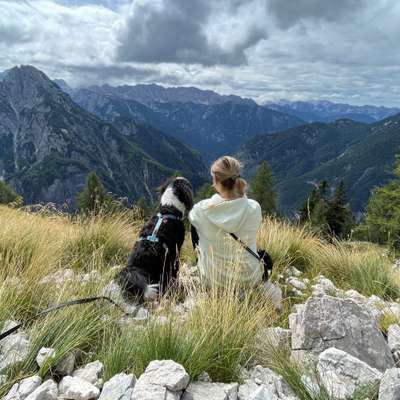 Hundetreffen-Treffen mit Gleichaltrigen-Bild