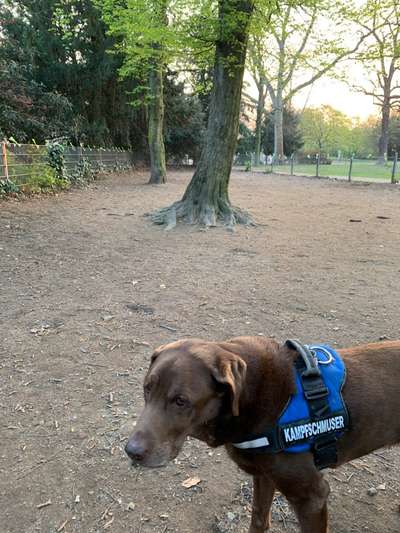 Hundeauslaufgebiet-Hanielpark-Bild