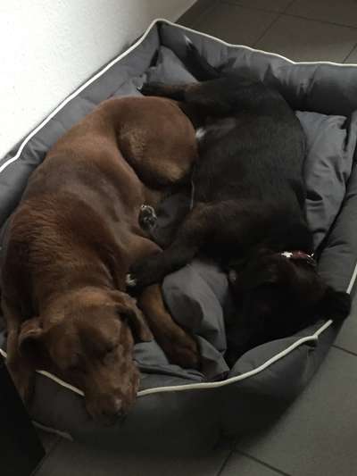 Bester Freund, Hundekumpel - zeigt her!-Beitrag-Bild