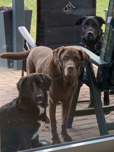 Labradorfans-Beitrag-Bild