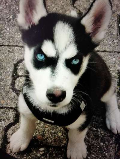 Welpen Bilder !-Beitrag-Bild