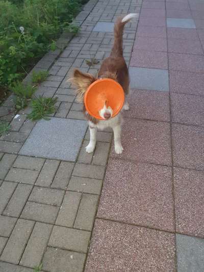 Die Dogorama Wochen Challenge-Beitrag-Bild