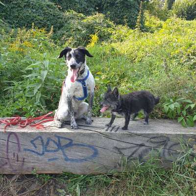 Hundetreffen-Welpentreffen schöneweide-Bild
