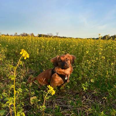 Hundetreffen-Gassirunde&spieltreffen-Bild