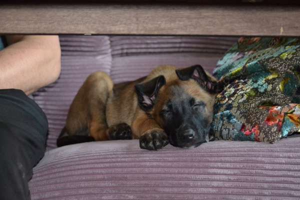 Welpen Bilder !-Beitrag-Bild