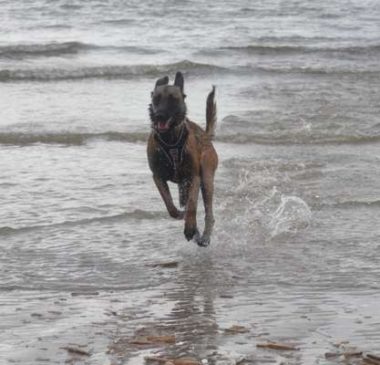 Dogorama-Monats-Challenge-Mai "Wasser"-Beitrag-Bild