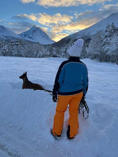 Winter in Norwegen mit Hund-Beitrag-Bild