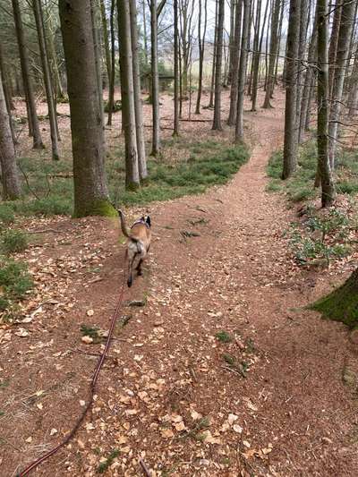 Hundeauslaufgebiet-Steinzeitpark Albersdorf-Bild