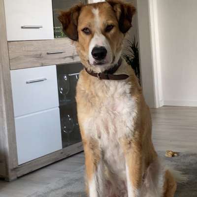 Hundetreffen-Social Walk/ Training🐕/ Hundefreundschaften✨🧡-Bild